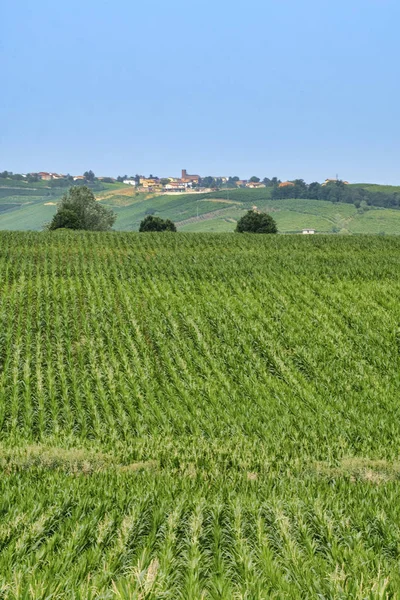 Oltrepo Piacentino (Italy), rural landscape at summer — Stock Photo, Image