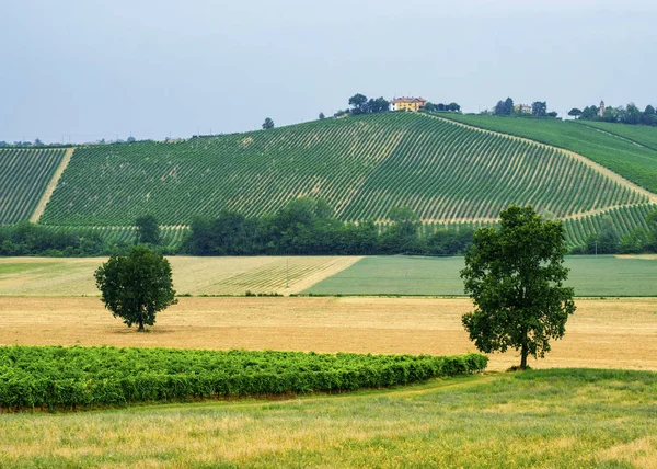 Oltrepo Piacentino (Італія), сільської місцевості в літо — стокове фото