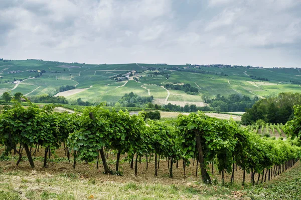 Oltrepo piacentino (italien), ländliche Landschaft im Sommer — Stockfoto