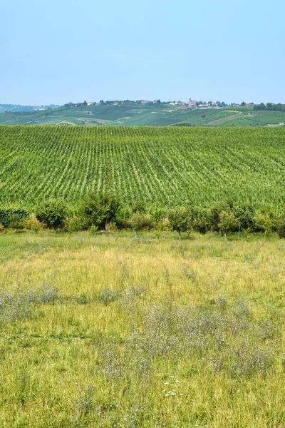 Oltrepo Piacentino (Italia), paesaggio rurale d'estate — Foto Stock