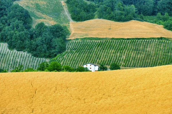 Oltre Pavese (Itálie), venkovské krajiny na léto — Stock fotografie