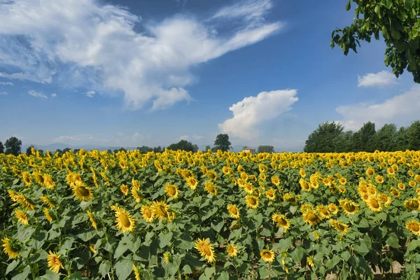 Ülkenin peyzaj Castell'Arquato yakın — Stok fotoğraf