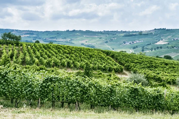 Oltrepo Piacentino (Italia), paisaje rural en verano —  Fotos de Stock