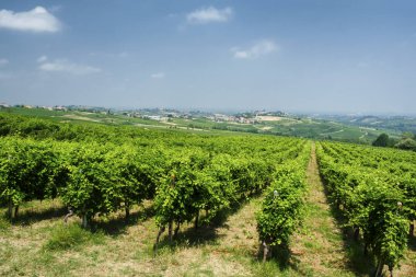 Oltrepo Pavese (İtalya), yaz, kırsal manzara