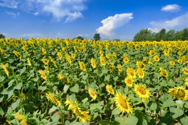 Ülkenin peyzaj Castell'Arquato yakın