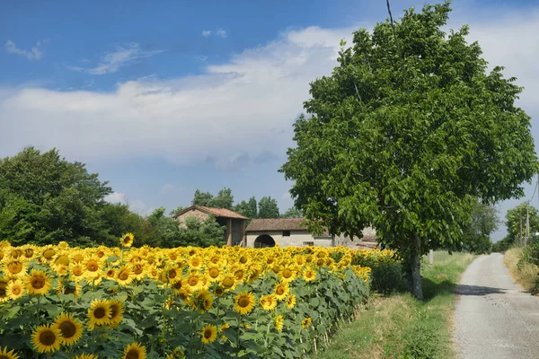 Country landscape near Castell'Arquato — Stock Photo, Image