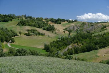 Rivalta di Lesignano (Parma, Italy): summer landscape