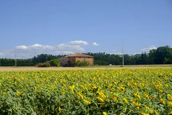 Campo de girasoles a lo largo de la vía Emilia — Foto de Stock