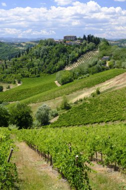 Manzaraya Romagna bölgesindeki yaz: üzüm bağları