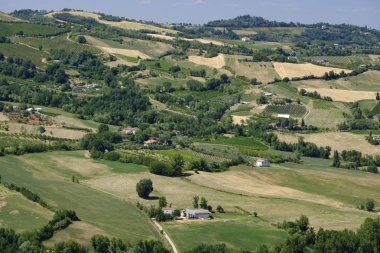 Manzaraya Romagna bölgesindeki yaz: üzüm bağları
