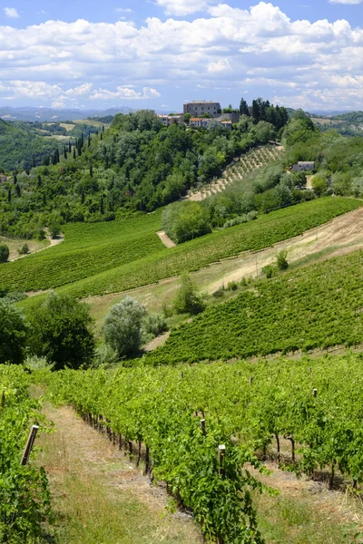 Manzaraya Romagna bölgesindeki yaz: üzüm bağları