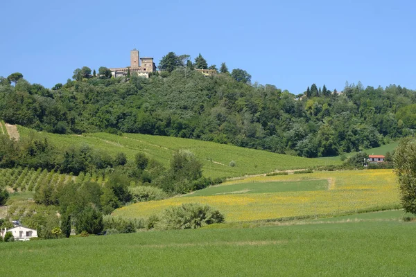 Paisagem em Romagna no verão: vinhedos — Fotografia de Stock