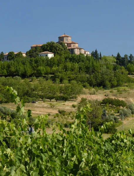 Paisagem em Romagna no verão: vinhedos — Fotografia de Stock