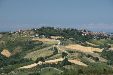 Manzaraya Romagna bölgesindeki yaz: üzüm bağları