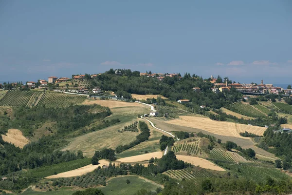 Manzaraya Romagna bölgesindeki yaz: üzüm bağları