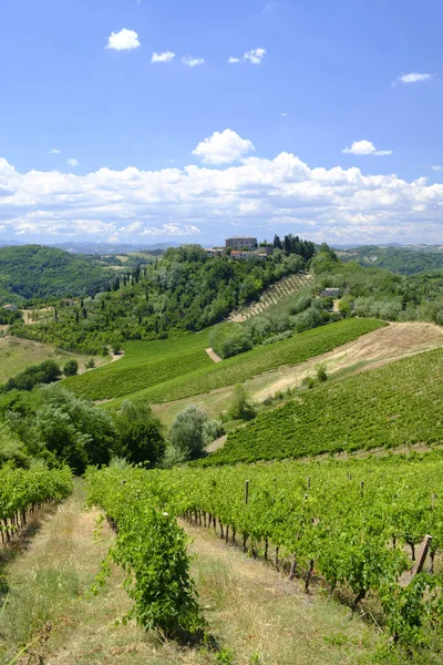 Krajina v Romagna v létě: vinice — Stock fotografie