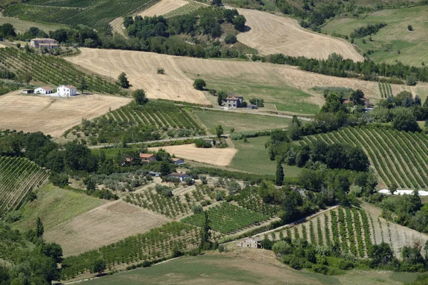 Manzaraya Romagna bölgesindeki yaz: üzüm bağları — Stok fotoğraf
