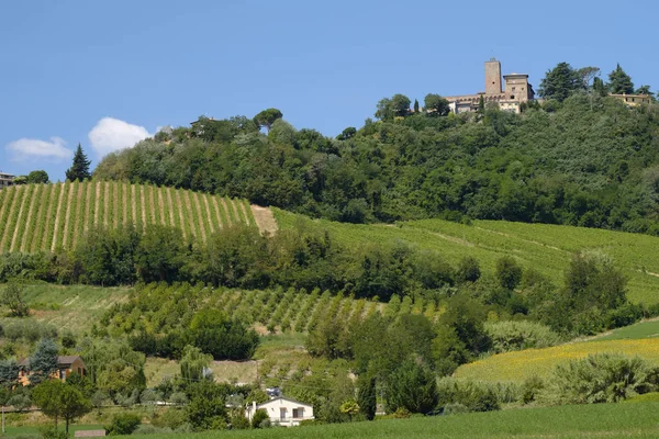 Krajina v Romagna v létě: vinice — Stock fotografie