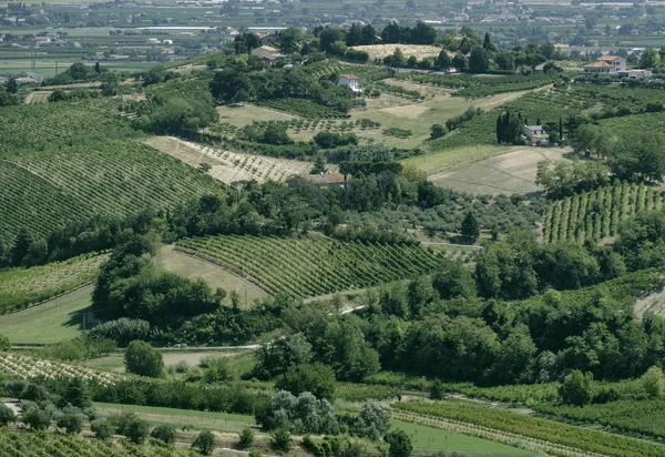 Landschap in Romagna bij zomer: wijngaarden — Stockfoto