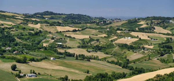 Manzaraya Romagna bölgesindeki yaz: üzüm bağları