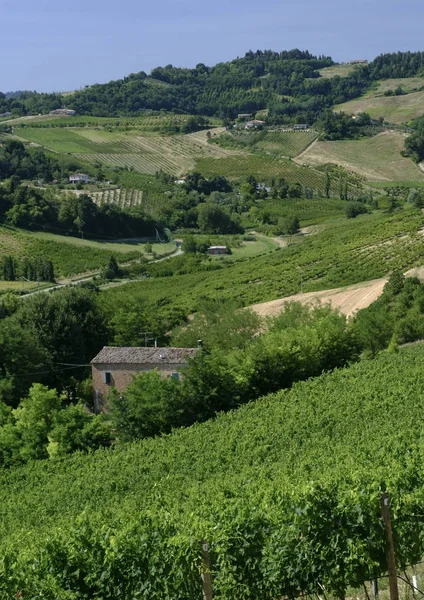 Krajina v Romagna v létě: vinice — Stock fotografie
