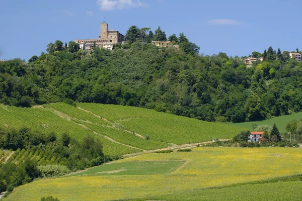 Paisaje en Romaña en verano: viñedos — Foto de Stock