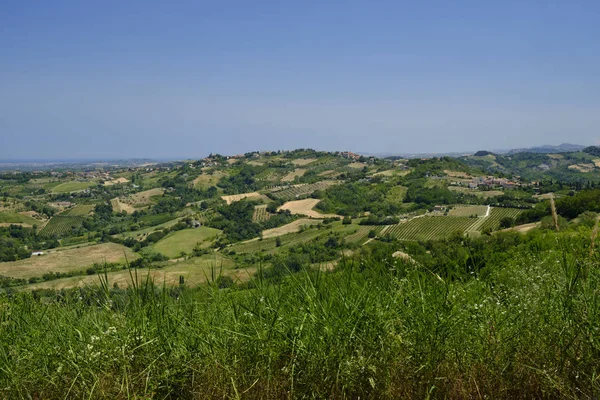 Landschaft in Romagna im Sommer: Weinberge — Stockfoto