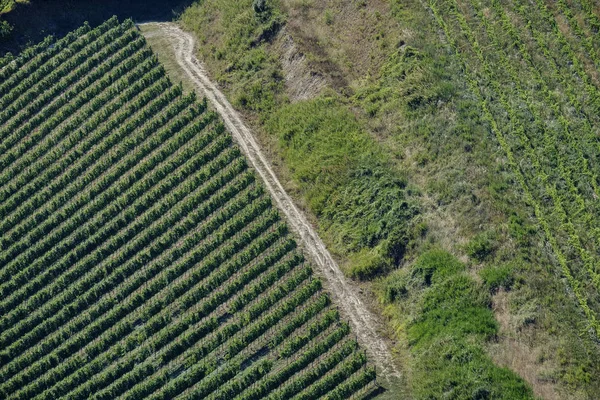 Landschap in Romagna bij zomer: wijngaarden — Stockfoto