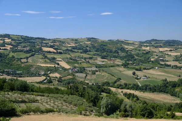 Krajina v Romagna v létě: vinice — Stock fotografie