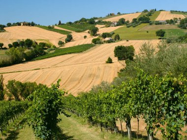 Yaz manzara yakınındaki Corinaldo (yürüyüşleri, İtalya)