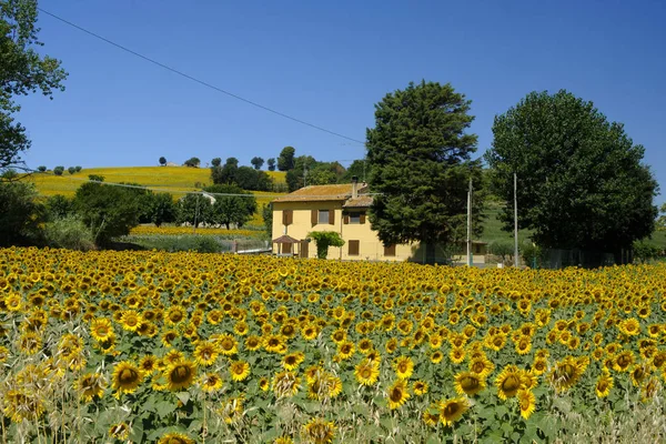 Sommerlandschaft bei Corinaldo (Märsche, Italien) — Stockfoto