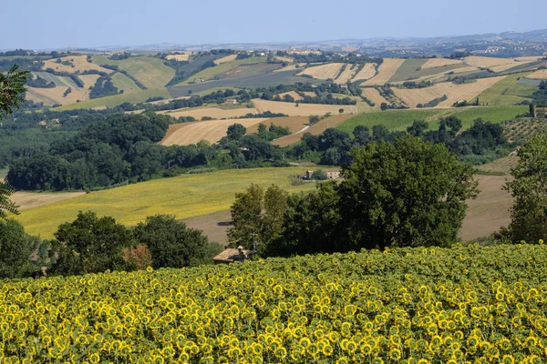 Summer landscape in Marches near Fossombrone — Stock Photo, Image