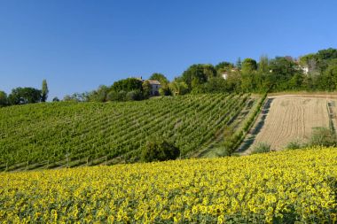 Corinaldo yakınındaki yürüyüşleri manzarada yaz