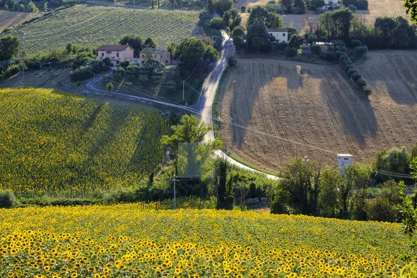 Summer landscape in Marches near Corinaldo — Stock Photo, Image