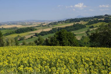 Fossombrone yakınındaki yürüyüşleri manzarada yaz