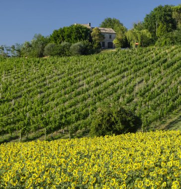 Corinaldo yakınındaki yürüyüşleri manzarada yaz