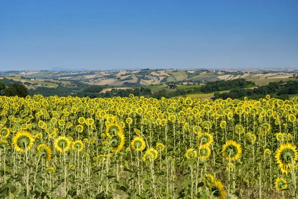 Summer landscape in Marches near Fossombrone — Stock Photo, Image