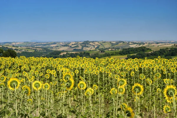 Zomer landschap in marsen in de buurt van Fossombrone — Stockfoto