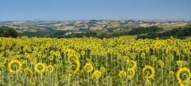 Fossombrone yakınındaki yürüyüşleri manzarada yaz