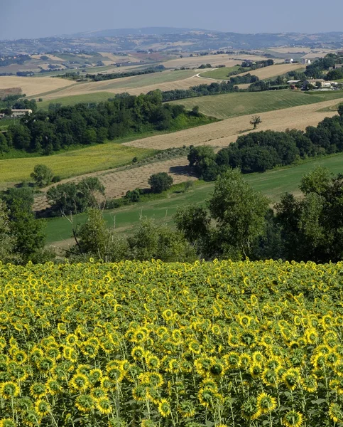 Καλοκαιρινό τοπίο σε πορείες κοντά σε Fossombrone — Φωτογραφία Αρχείου