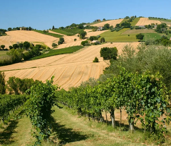 Zomer landschap in de buurt van Corinaldo (Marches, Italië) — Stockfoto
