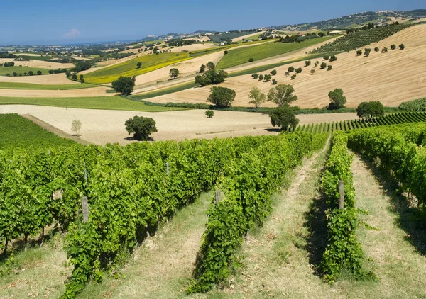 Paesaggio estivo nelle Marche (Italia) vicino Montefano — Foto Stock