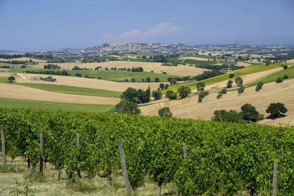 Paesaggio estivo nelle Marche (Italia) vicino Montefano — Foto Stock