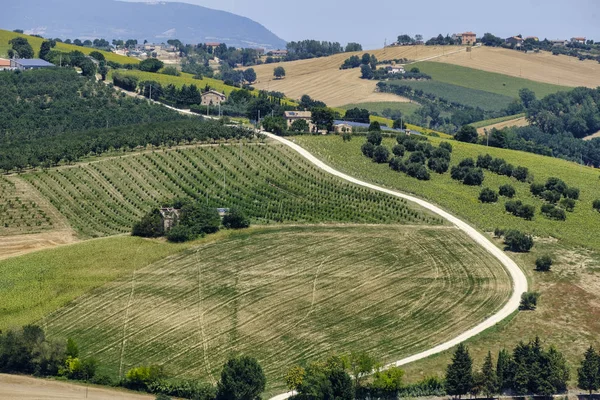 Summer landscape in Marches (Italy) near Montecassiano — Stock Photo, Image