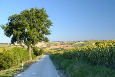 Yürüyüşleri (İtalya) Filottrano yakınındaki yaz peyzaj
