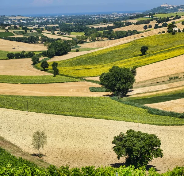 Paisaje de verano en Marches (Italia) cerca de Montefano — Foto de Stock