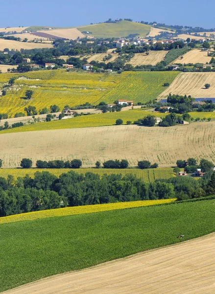 Summer landscape in Marches (Italy) near Filottrano — Stock Photo, Image