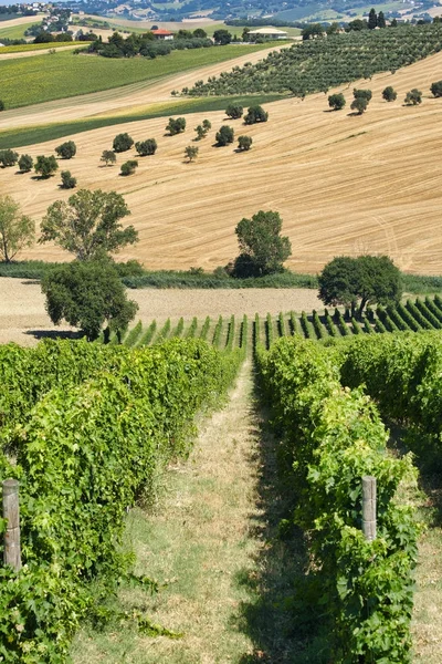 Paysage estival à Marches (Italie) près de Castelfidardo — Photo