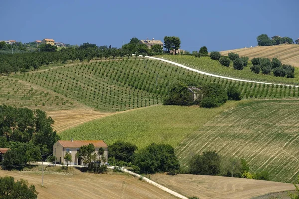 Paesaggio estivo nelle Marche (Italia) vicino a Montecassiano — Foto Stock