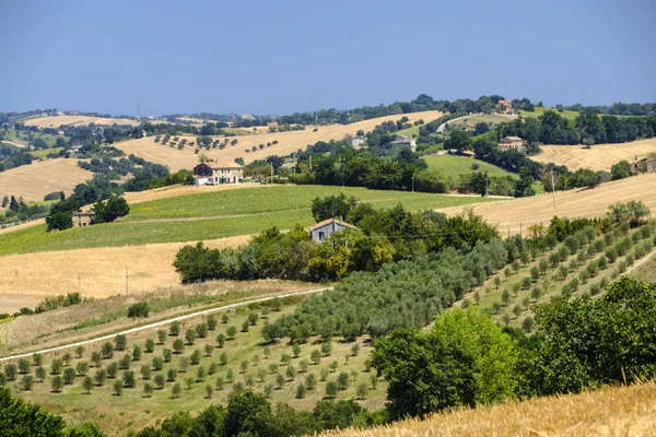 Paesaggio estivo nelle Marche (Italia) vicino Ostra — Foto Stock